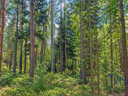 Bohuslavice  - Prodej lesního pozemku 10 962  m² foto 1