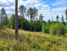 Bohuslavice  - Prodej lesního pozemku 10 962  m² foto 3