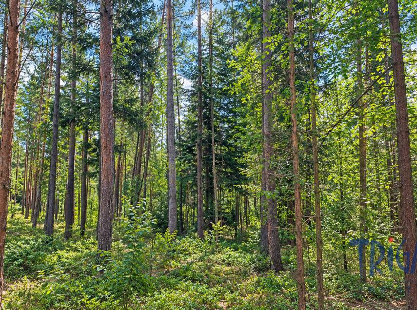Bohuslavice  - Prodej lesního pozemku 10 962  m²